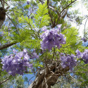 Jacaranda mimosifolia, Flamboyant bleu, floraison bleu lavande, fleurs trompette, arbre tropical, graines exotiques