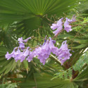 Jacaranda mimosifolia, Flamboyant bleu, floraison bleu lavande, fleurs trompette, arbre tropical, graines exotiques