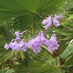 Jacaranda mimosifolia, Flamboyant bleu, floraison bleu lavande, fleurs trompette, arbre tropical, graines exotiques