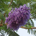 Jacaranda mimosifolia, Flamboyant bleu, floraison bleu lavande, fleurs trompette, arbre tropical, graines exotiques