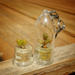 Babyplante Pink Jade - Mini plante porte clé - cactus Sedum rubrotinctum R.T. Clausen