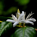 Caféier Arabica, Caféier d'Arabie, Café, Coffee Arabica, graines, grains, seeds, fleurs