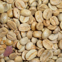 Caféier Arabica, Caféier d'Arabie, Café, Coffee Arabica, graines, grains, seeds, germination, germer, semis