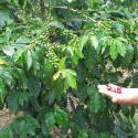 Caféier Arabica, Caféier d'Arabie, Café, Coffee Arabica, graines, grains, seeds, plant, arbre