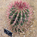 Ferocactus pilosus, Echinocactus stainesii, Ferocactus stainesii, Ferocactus piliferus, Mexican lime cactus, graine, seeds