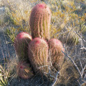 Ferocactus pilosus, Echinocactus stainesii, Ferocactus stainesii, Ferocactus piliferus, Mexican lime cactus, graine, seeds