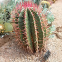 Ferocactus pilosus, Echinocactus stainesii, Ferocactus stainesii, Ferocactus piliferus, Mexican lime cactus, graine, seeds