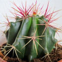 Ferocactus pilosus, Echinocactus stainesii, Ferocactus stainesii, Ferocactus piliferus, Mexican lime cactus, graine, seeds