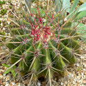 Ferocactus pilosus, Echinocactus stainesii, Ferocactus stainesii, Ferocactus piliferus, Mexican lime cactus, graine, seeds