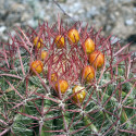 Ferocactus pilosus, Echinocactus stainesii, Ferocactus stainesii, Ferocactus piliferus, Mexican lime cactus, graine, seeds