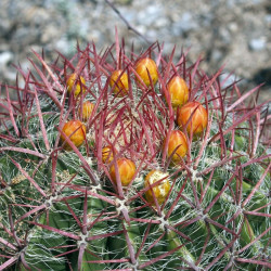 Ferocactus pilosus, Echinocactus stainesii, Ferocactus stainesii, Ferocactus piliferus, Mexican lime cactus, graine, seeds