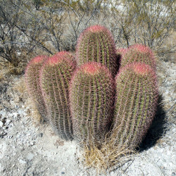 Ferocactus pilosus, Echinocactus stainesii, Ferocactus stainesii, Ferocactus piliferus, Mexican lime cactus, graine, seeds