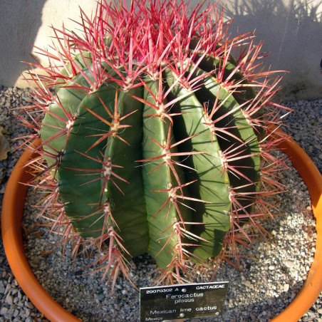 Ferocactus pilosus, Echinocactus stainesii, Ferocactus stainesii, Ferocactus piliferus, Mexican lime cactus, graine, seeds