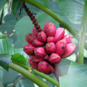 Musa velutina, Bananier à fleurs roses, banane rose, Pink velvet banana, Musaceae