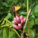 Musa velutina, Bananier à fleurs roses, banane rose, Pink velvet banana, Musaceae