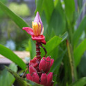 Musa velutina, Bananier à fleurs roses, banane rose, Pink velvet banana, Musaceae