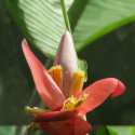 Musa velutina, Bananier à fleurs roses, banane rose, Pink velvet banana, Musaceae