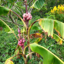 Musa velutina, Bananier à fleurs roses, banane rose, Pink velvet banana, Musaceae