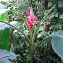 Musa velutina, Bananier à fleurs roses, banane rose, Pink velvet banana, Musaceae