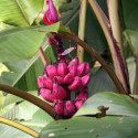 Musa velutina, Bananier à fleurs roses, banane rose, Pink velvet banana, Musaceae