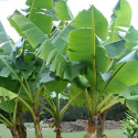 Musa sikkimensis, Bananier Darjeeling, Bananier du Sikkim, Bananier de l'Himalaya, Musa hookeri, Musacées