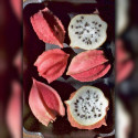 Jarilla chocola, graines, fruits, cuisine, Caricaceae, papaye, El Salvador, Guatemala, Mexique