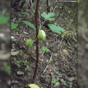 Jarilla chocola, graines, fruits, cuisine, Caricaceae, papaye, El Salvador, Guatemala, Mexique