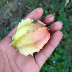 Jarilla chocola, graines, fruits, cuisine, Caricaceae, papaye, El Salvador, Guatemala, Mexique