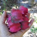 Jarilla chocola, graines, fruits, cuisine, Caricaceae, papaye, El Salvador, Guatemala, Mexique