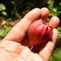 Jarilla chocola, graines, fruits, cuisine, Caricaceae, papaye, El Salvador, Guatemala, Mexique