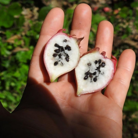 Jarilla chocola, graines, fruits, cuisine, Caricaceae, papaye, El Salvador, Guatemala, Mexique