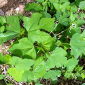 Jarilla chocola, graines, fruits, cuisine, Caricaceae, papaye, El Salvador, Guatemala, Mexique