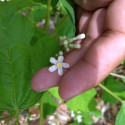 Jarilla chocola, graines, fruits, cuisine, Caricaceae, papaye, El Salvador, Guatemala, Mexique