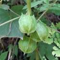 Jarilla chocola, graines, fruits, cuisine, Caricaceae, papaye, El Salvador, Guatemala, Mexique