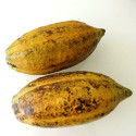 Cabosse, Cacaoyer, Cocoa, Cacao, Arbre à chocolat, God’s tree, Theobroma, Sterculiaceae, criollo, forastero, trinitario