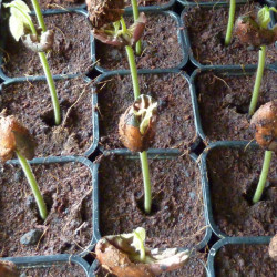 graines germées, fèves, Cacaoyer, Cocoa seeds, Cacao, Arbre à chocolat, God’s tree, Theobroma, Sterculiaceae, criollo