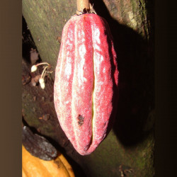 Cabosse, Cacaoyer, Cocoa, Cacao, Arbre à chocolat, chocolate tree, God’s tree, pyé kako, gwo kako, Theobroma, Sterculiaceae