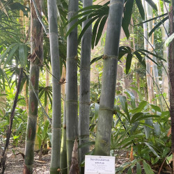 graines Dendrocalamus strictus Bambou mâle bambou de Calcutta