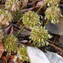 graines Dendrocalamus strictus Bambou mâle bambou de Calcutta
