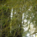 Thyrsostachys siamensis, bambou monastère, bambou mince, bambou parapluie, bambou thaïlandais