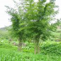 Thyrsostachys siamensis, bambou monastère, bambou mince, bambou parapluie, bambou thaïlandais