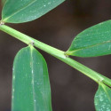 Thyrsostachys siamensis, bambou monastère, bambou mince, bambou parapluie, bambou thaïlandais, feuilles