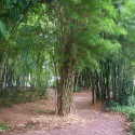 Thyrsostachys siamensis, bambou monastère, bambou mince, bambou parapluie, bambou thaïlandais