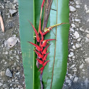 Heliconia sclerotricha Héliconiacées Heliconiaceae plante tropicale