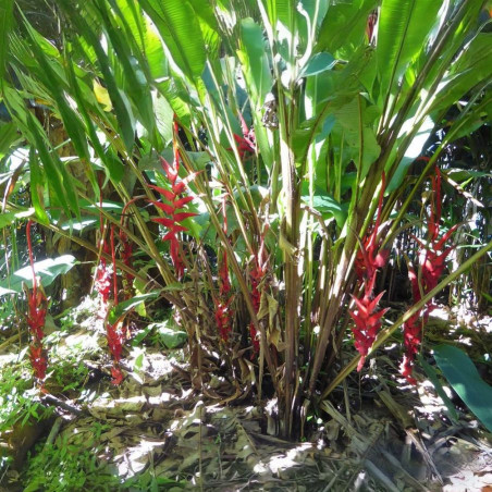 Heliconia sclerotricha Héliconiacées Heliconiaceae plante tropicale