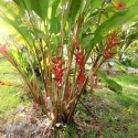 Heliconia sclerotricha Héliconiacées Heliconiaceae graines de plante tropicale