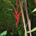 Heliconia sclerotricha Héliconiacées Heliconiaceae graines de plante tropicale