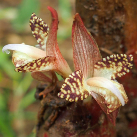 graines Zingiber Rubens Gingembre du Bengale Bengal ginger seeds