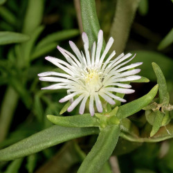 10 graines Delosperma herbeum