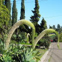 Agave attenuata, Agave à cou de cygne, Agave queue de renard, graines, seeds